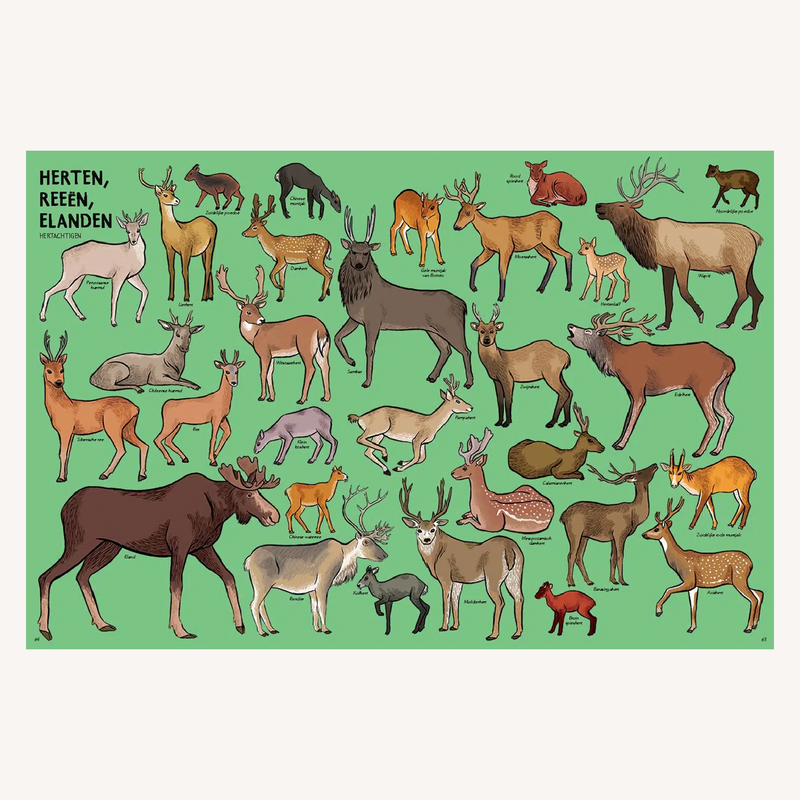 Zóveel dieren!